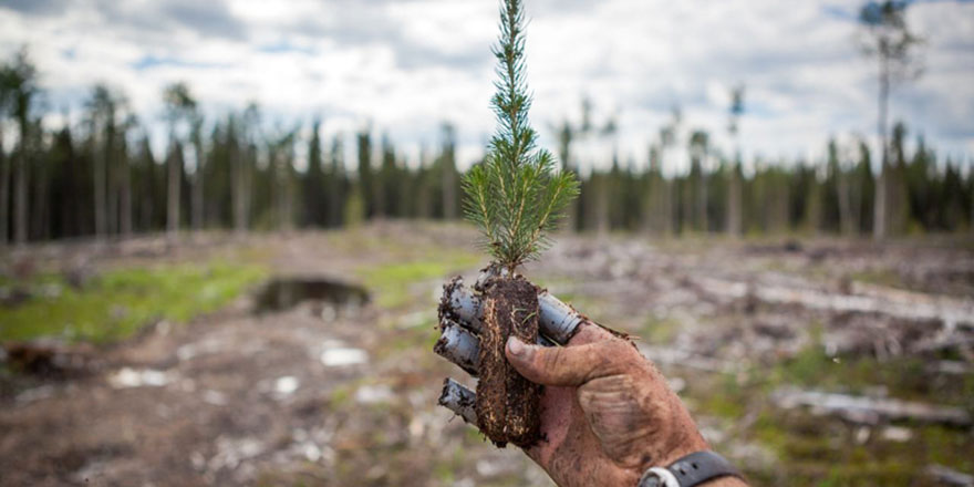 Keşke Türkiye de uygulasa: Öğrenciler mezun olabilmek için 10 ağaç dikmek zorunda