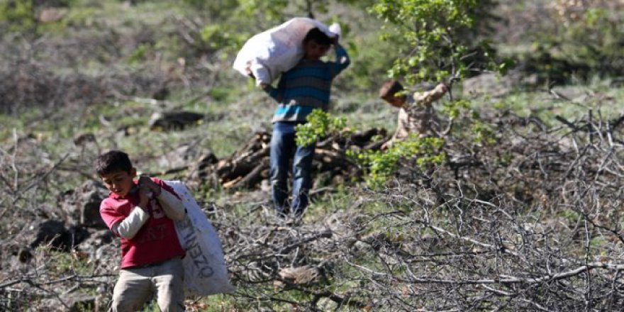 Fındık işçileri sigortalı oluyor