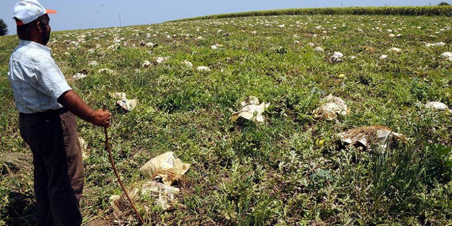 Karpuzları sıcaktan gazeteye sararak koruyorlar