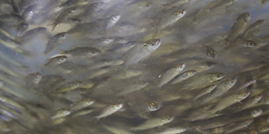 Bartın Irmağı'ndaki balık ölümlerine ilişkin inceleme başlatıldı