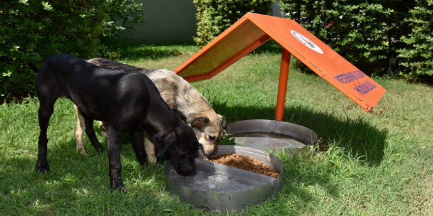 Sokak hayvanları buzlu suyla serinletiliyor