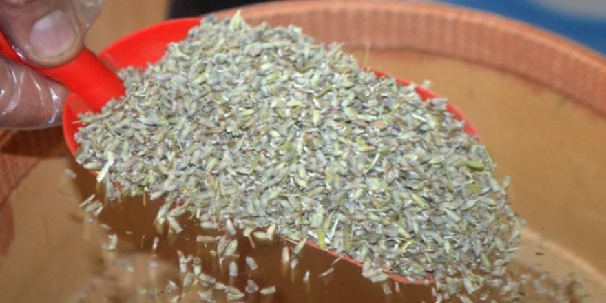 Vatandaşlar sivrisineklere karşı çözümü lavantada buldu