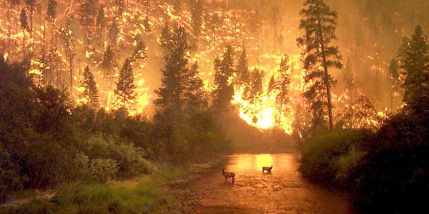 'Orman yangınlarının yüzde 80'i insanlardan kaynaklı'