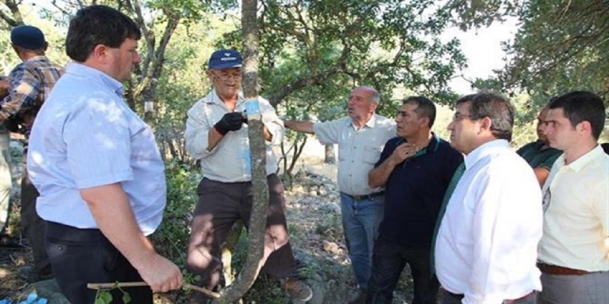 Çanakkale’de Antep fıstığı da yetişecek