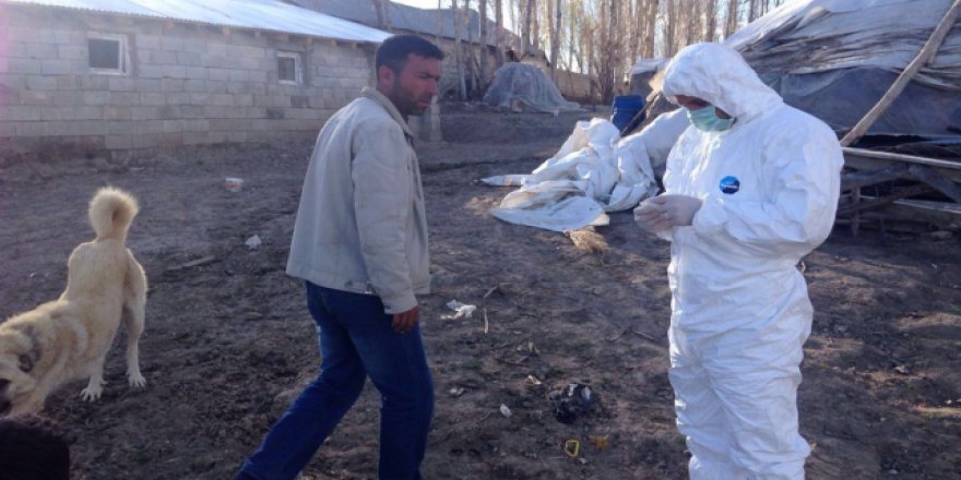Adana'da kuduz karantinası