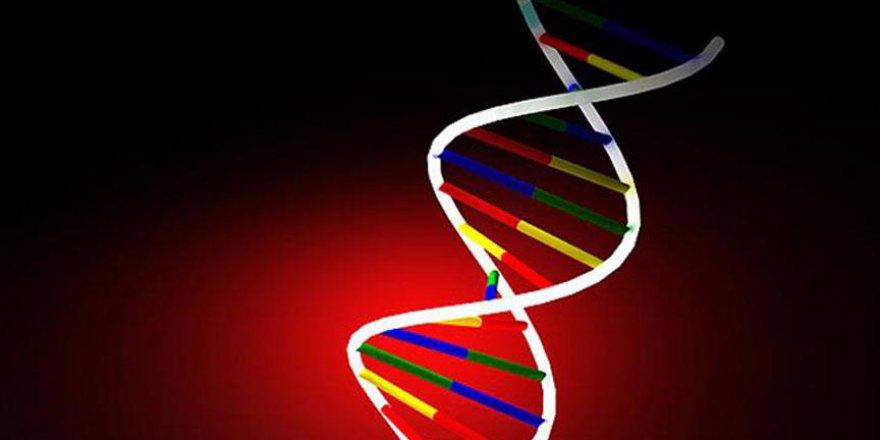 Bakteri DNA'sına hareketli görüntü kaydedildi