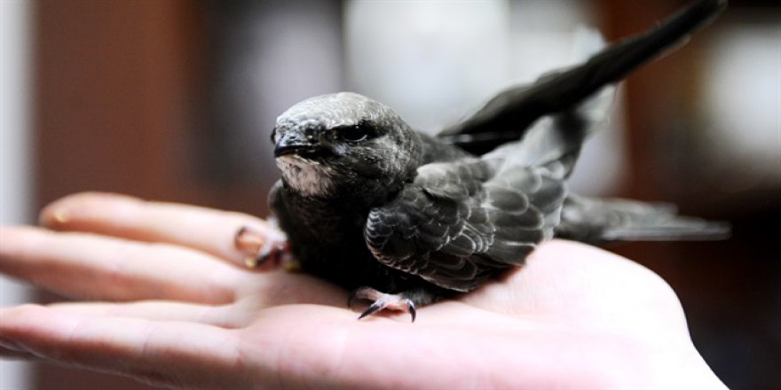 Masalların kuşu ebabil özgürlüğüne kavuştu