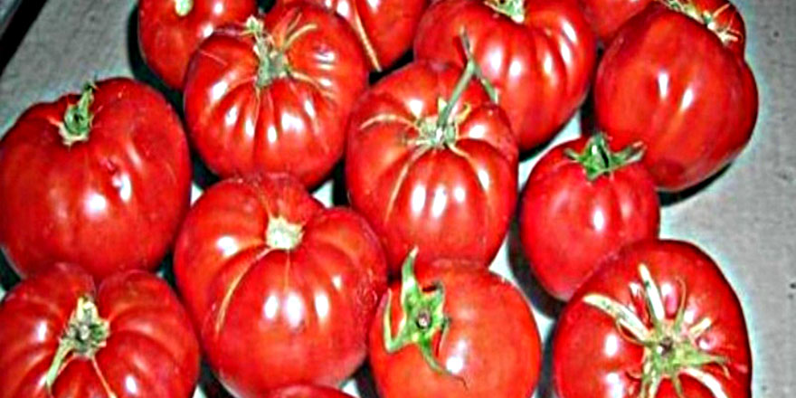 Rusya Türkiye'den domates ithalatını 2 kat artırıyor