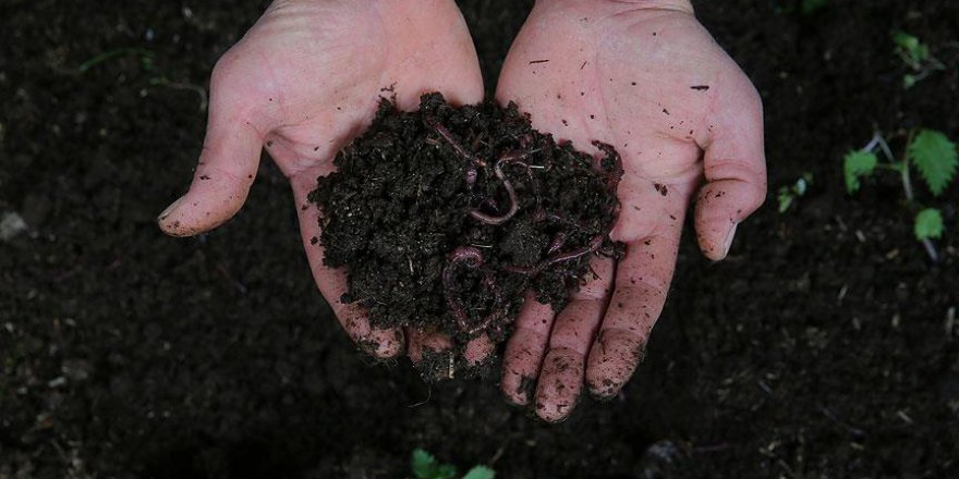 Tüp solucanları en uzun yaşayan hayvanlar arasına girdi