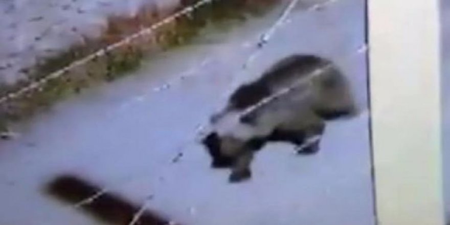 Belediye uyardı: Ayı çıkabilir