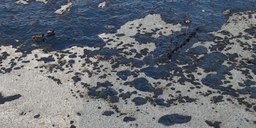 Petrole maruz kalan balıkların hareketleri yavaşlıyor