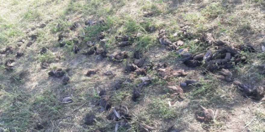 Bursa'da dolu 500 sığırcık kuşunu telef etti