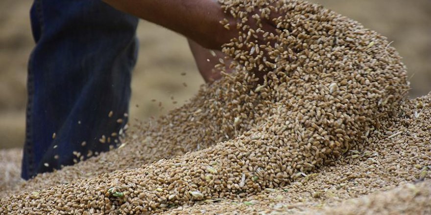 Buğday İsrafı can yakıyor
