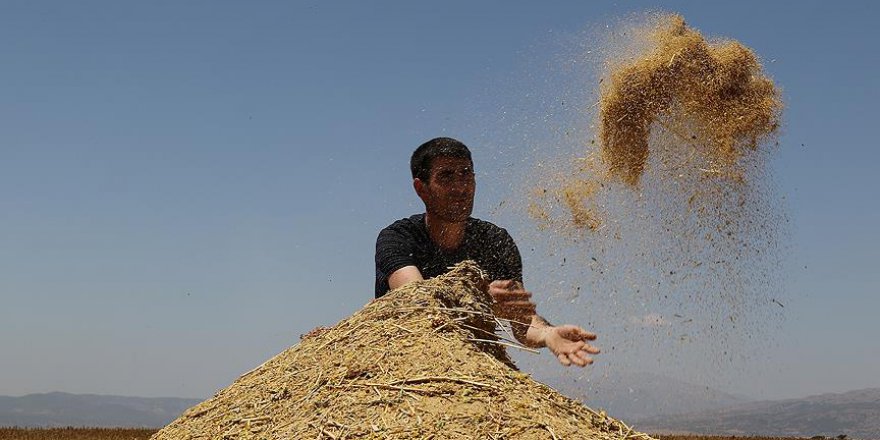 Astronotların besin kaynağı 'kinoa'nın ilk hasadı yapıldı
