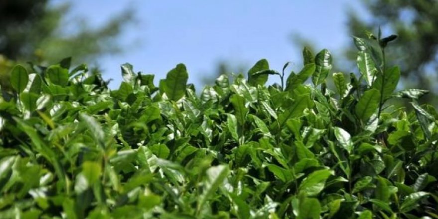 Çayın gen haritası çıkartılıyor