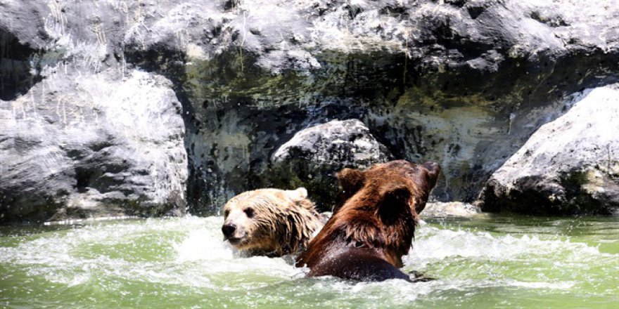 Sıcak havalar hayvanları da bunalttı