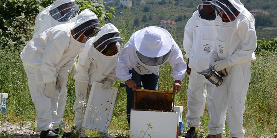 Afrikalı arıcılar Ordu'da arıcılığın püf noktalarını öğreniyor