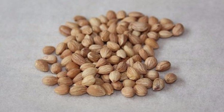 Kainat eczanesinden şeker hastalarına şifa: Mahlep