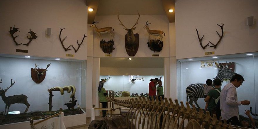 Türkiye'nin ilk Zooloji ve Doğa Müzesi ziyaretçi akınına uğradı