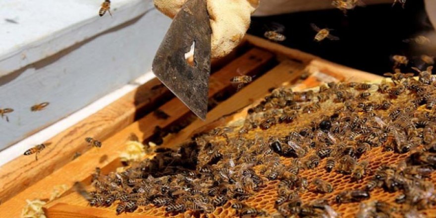 Toroslar'da bal sağımına başlandı