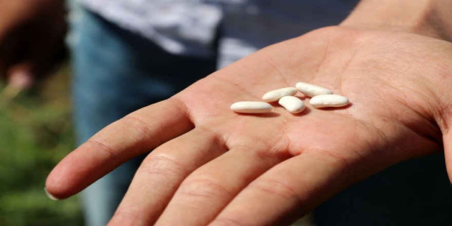 Soğuğa dayanıklı fasülye çeşitleri tespit edildi