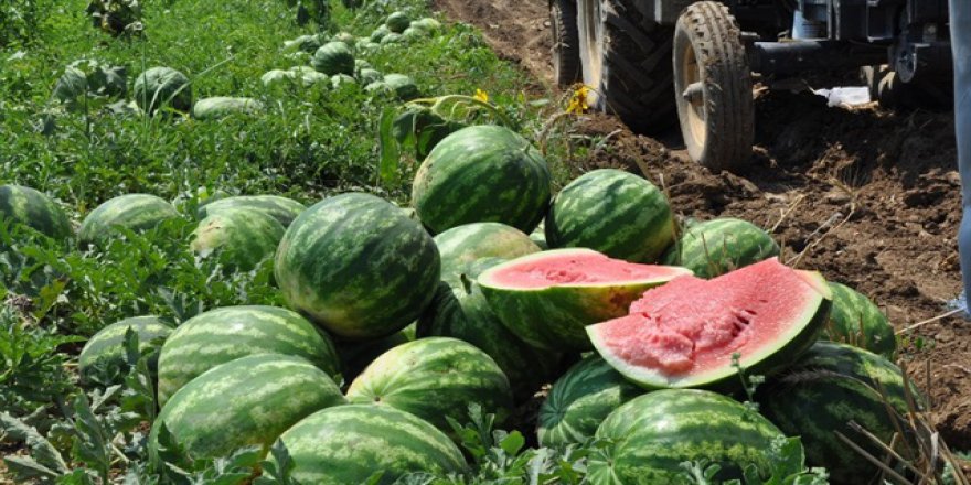 İnegöl karpuzda iddialı