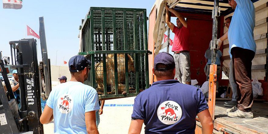 Suriye'deki yabani hayvanların nakli sürüyor