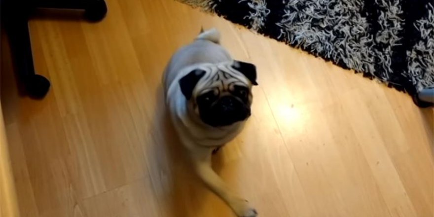 Köpeğe Nazi selamı vermeyi öğreten İskoç mahkemelik oldu