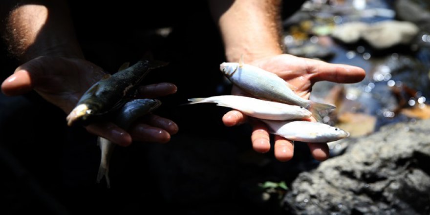 Melen Çayı'ndaki balık ölümleri korkuttu
