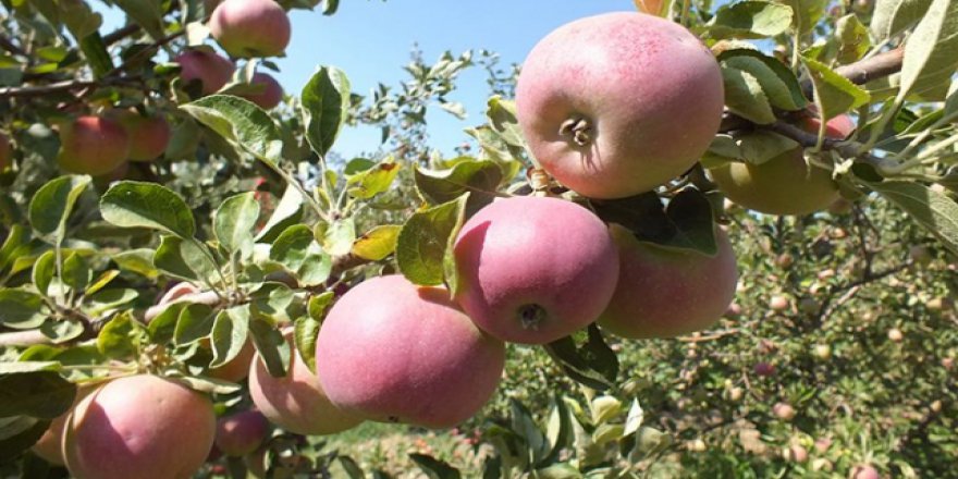 Yaylalarda elma hasadı hazırlığı