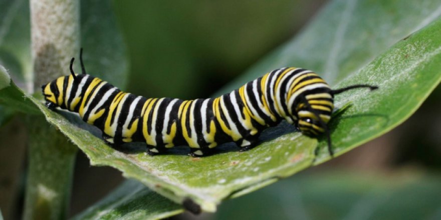 Afrika'da gıda güvenliği tırtıl tehdidi altında