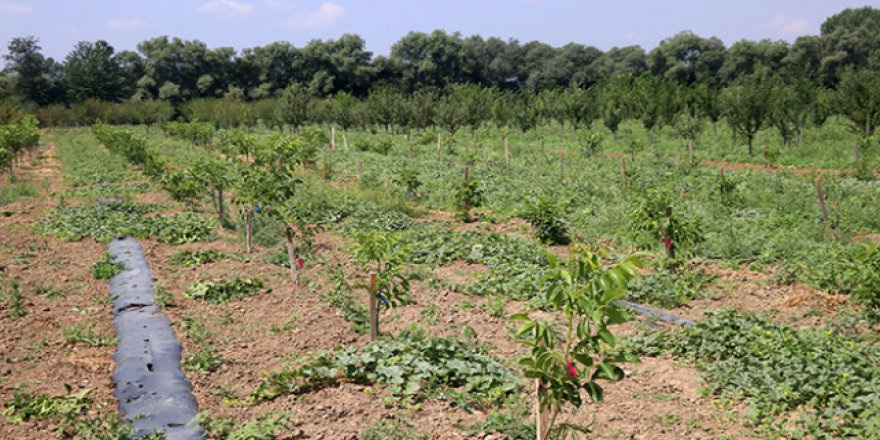 Bebekler adına 10 bin ağaç dikildi