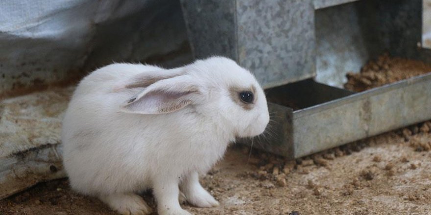 Suriye'de tavşan çiftliği kuruldu