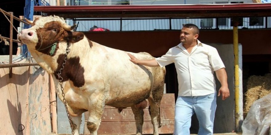 Araba parasına boğa satışta