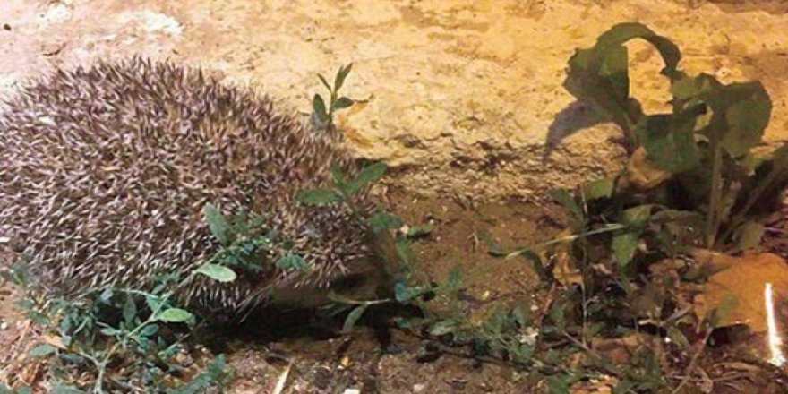 İstanbul sokaklarında kirpiler görülüyor