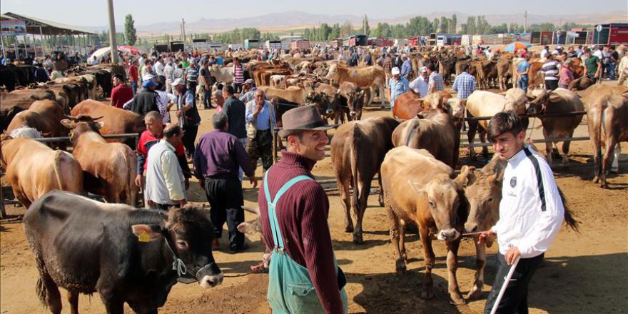 Kurbanlık hayvan konusunda sıkıntı yok