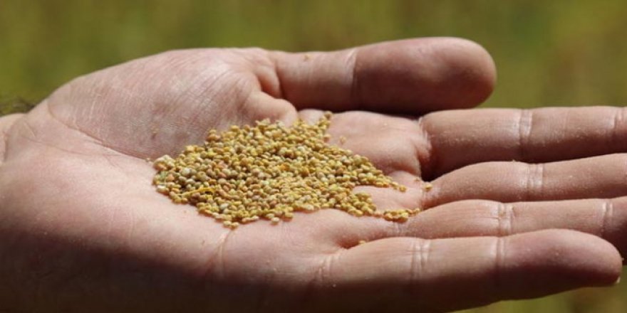 Astronot besini kinoa 22 Avrupa ülkesine ihraç ediliyor