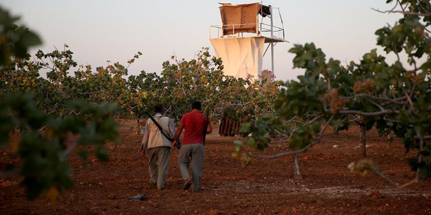 Antep'in 'fıstık korucuları'nın zorlu mesaisi başladı