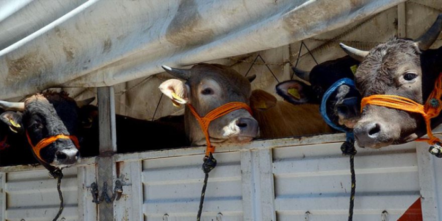 Kurbanlık alırken nelere dikkat edilmeli?