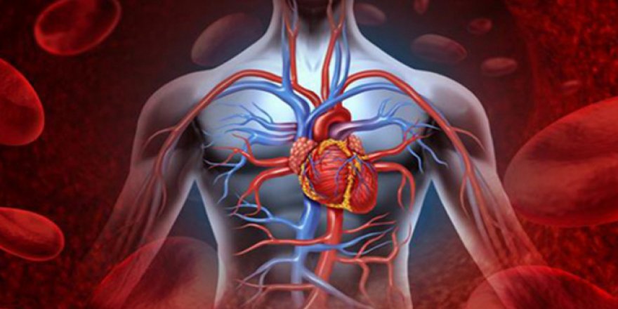 Kök hücreler yaşlı kalplere umut mu olacak?