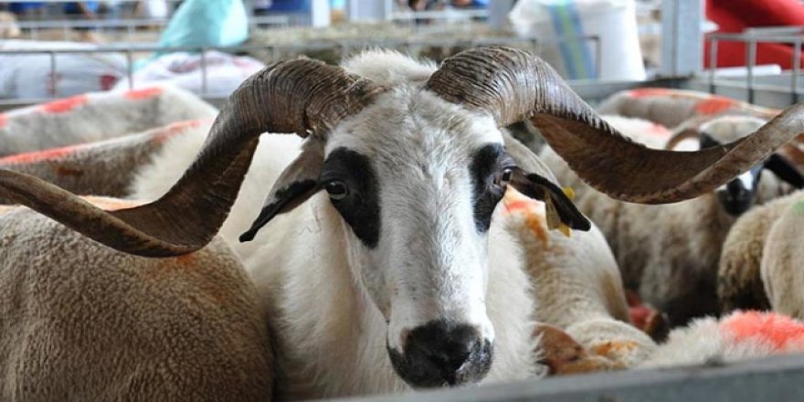 Ankara'da kurbanlık satışları