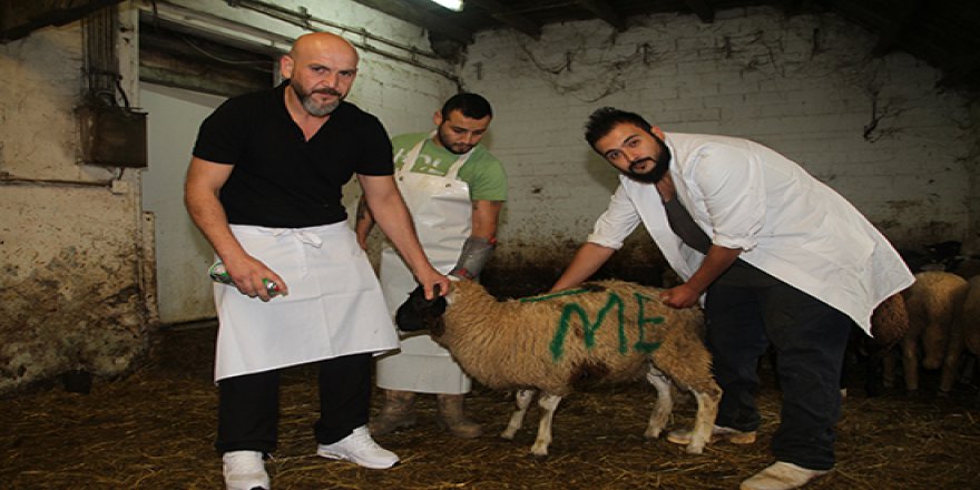Almanya'daki Müslümanlar kurbanlık almak için çiftliklerin yolunu tuttu