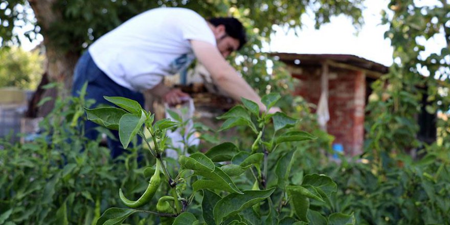 Sebzeyi tezgahtan değil tarladan alıyorlar