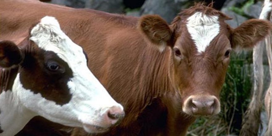 Kurbanlık "pehlivanlar" alıcılarını bekliyor