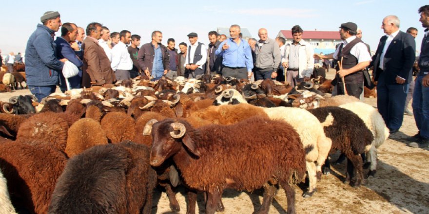 Kurban pazarlarında hareketlilik başladı