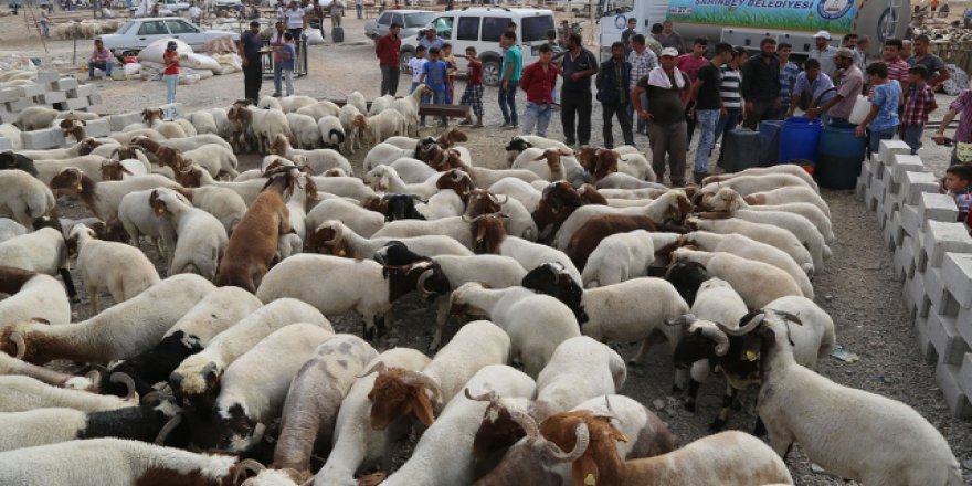 Iğdır'da Kurban Bayramı yoğunluğu
