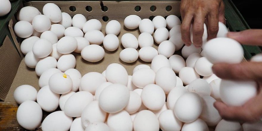 Böcek ilaçlı yumurta skandalı bir Avrupa ülkesine daha sıçradı