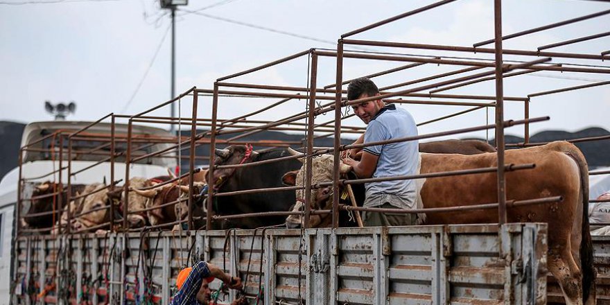 Yorgun kurbanlık, etin dayanıklılığını azaltıyor