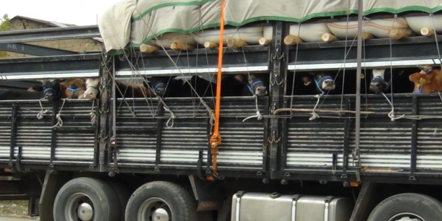 Doğu Anadolu'dan kurban sevkiyatı sürüyor