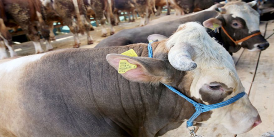 Hayvan pazarlarında kurban yoğunluğu